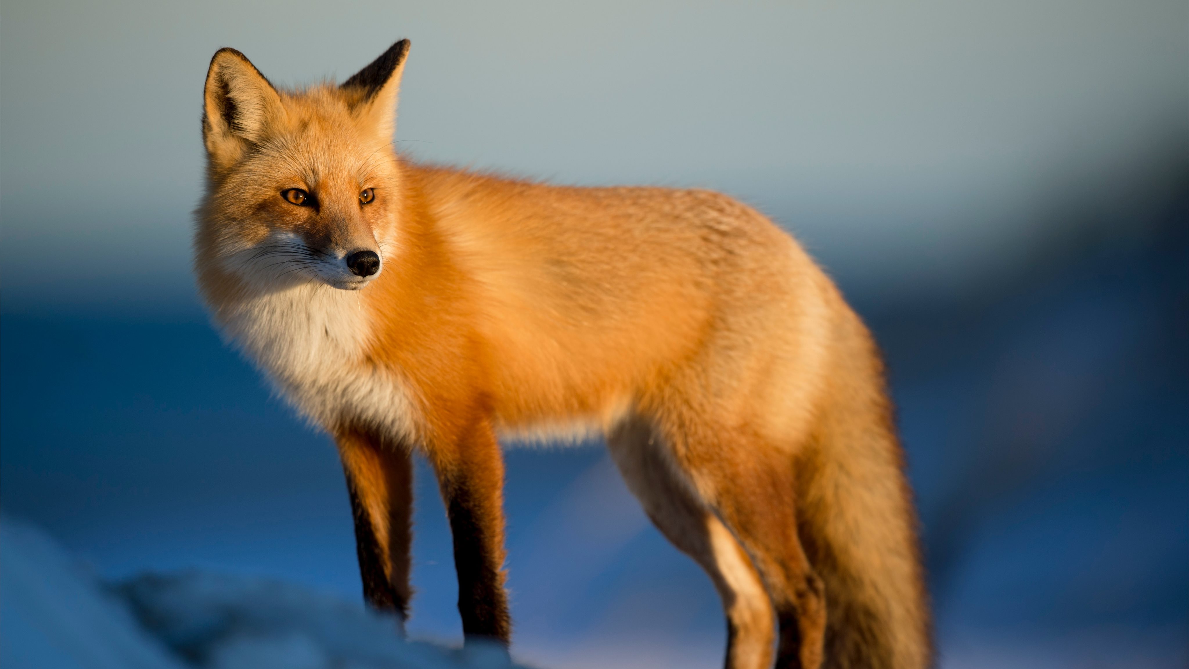 Fur fox photo