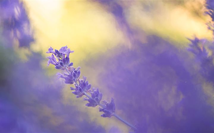 Lavender iMac wallpaper