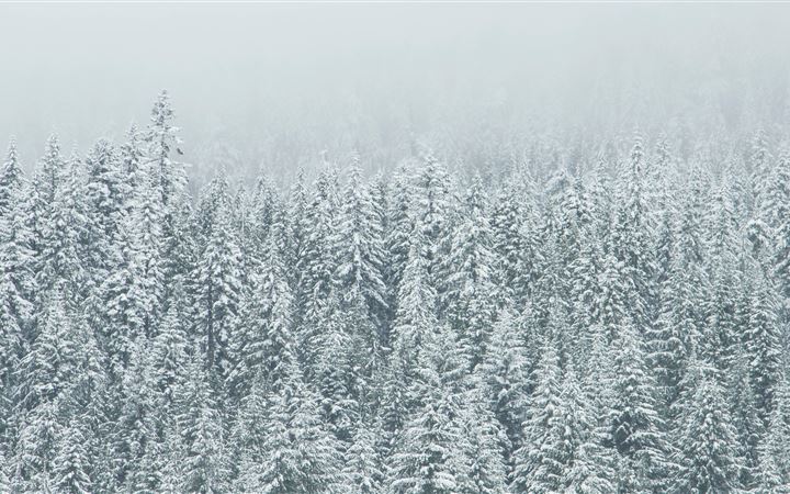 Snow covered tree landscape iMac wallpaper
