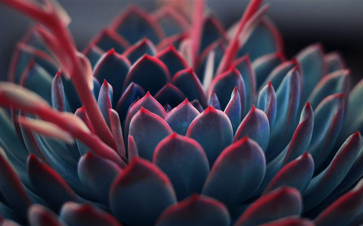 close up photography of succulent plant iMac wallpaper