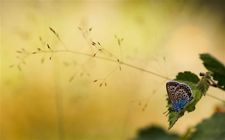 Brown And Blue Butterfly All Mac wallpaper