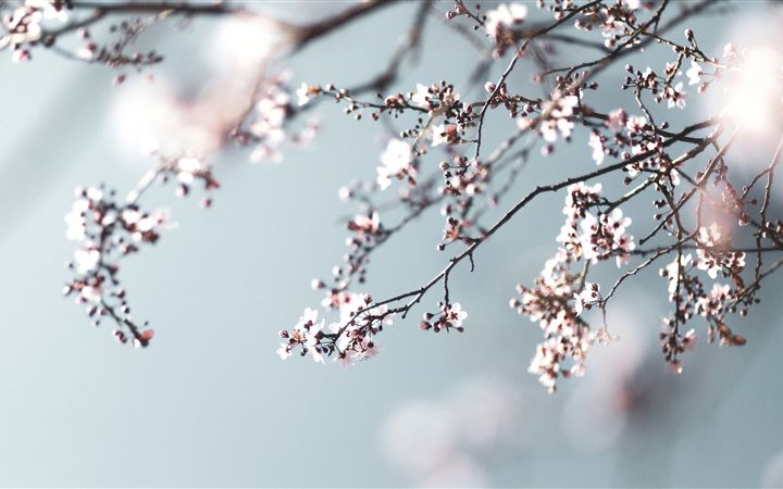 pink cherry blossom in close up photography All Mac wallpaper