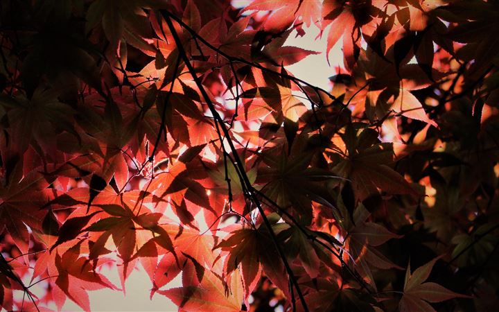 red autumn season leaves All Mac wallpaper