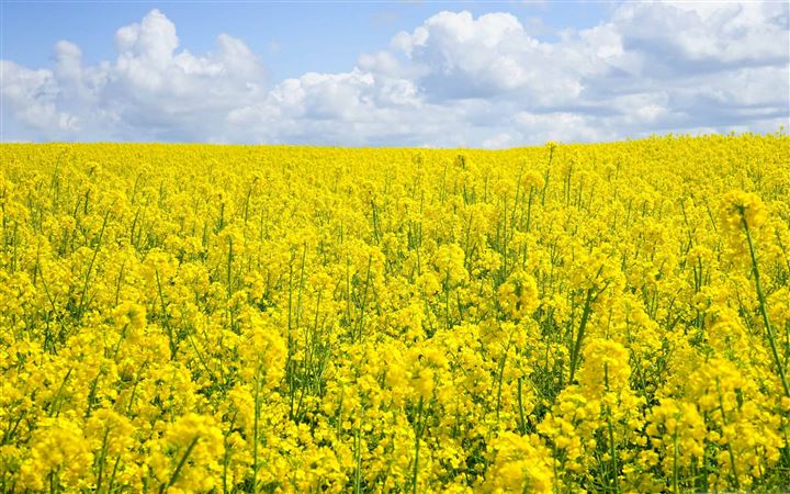 A Sea Of Yellow Rapeseed Flowers All Mac wallpaper