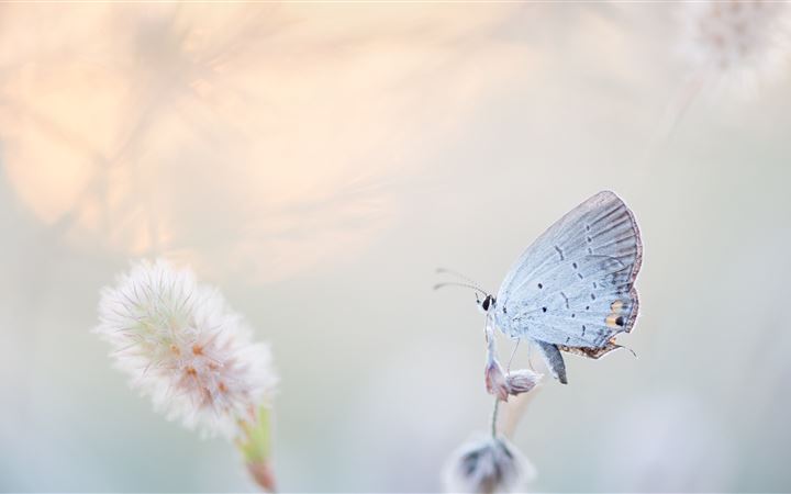 Airy Butterfly All Mac wallpaper