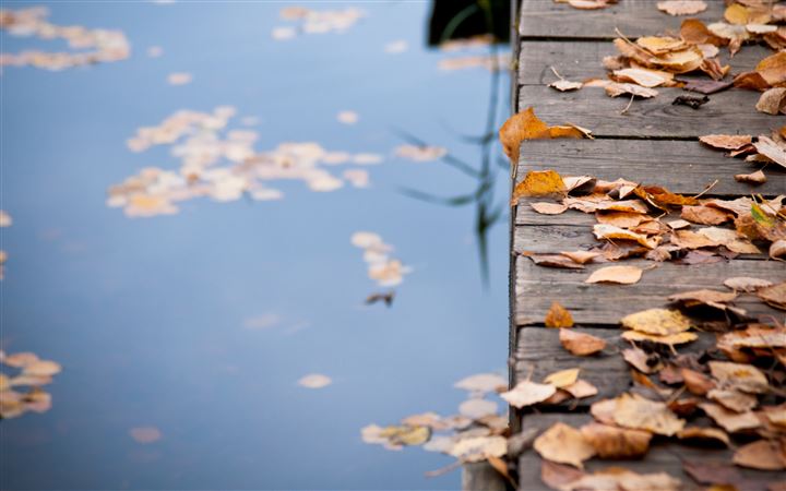 Autumn Leaves On Wooden Bridge All Mac wallpaper