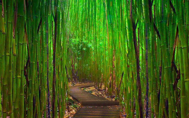 Bamboo forest All Mac wallpaper