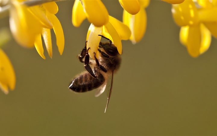 Bee All Mac wallpaper