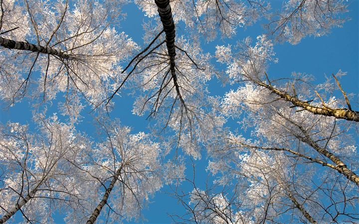 Birch Tree Tops Winter MacBook Air wallpaper