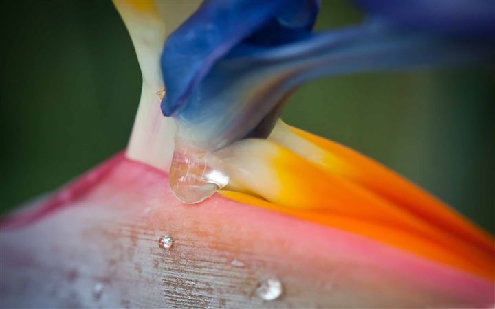 Bird Of Paradise Flower And Droplets All Mac wallpaper