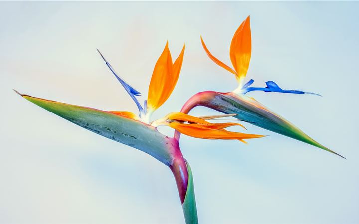 Birds of paradise, father... All Mac wallpaper