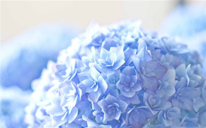 Blue Hortensia Flower All Mac wallpaper