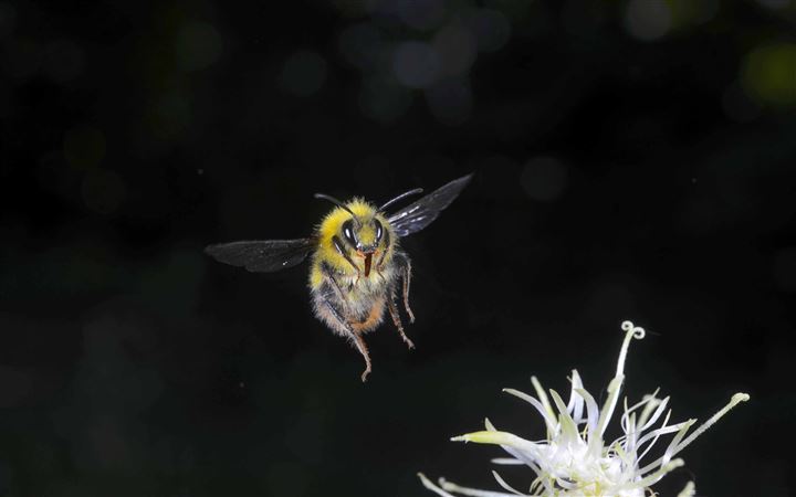 Bumblebee In Flight Macro Photography All Mac wallpaper