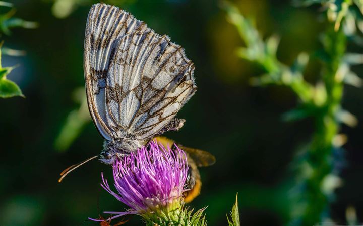 Buterfly On A Thistle Flower All Mac wallpaper