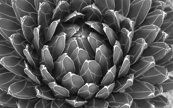 Cactus Plant Black And White All Mac wallpaper