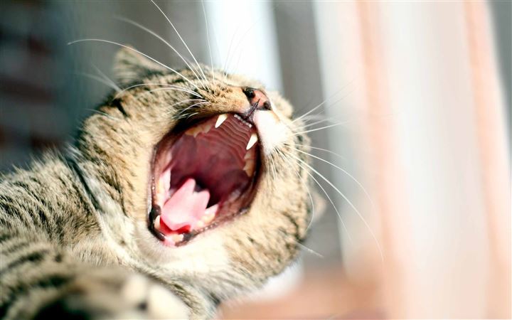 Cat Yawning All Mac wallpaper
