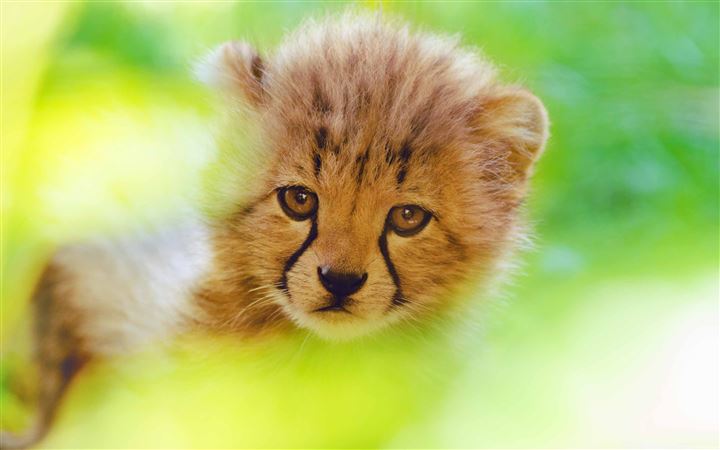 Cheetah Cub Face MacBook Air wallpaper