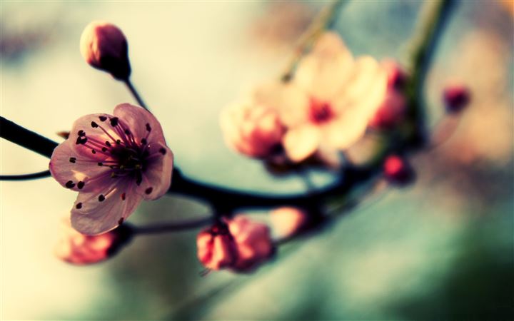 Cherry Blossom In Spring All Mac wallpaper