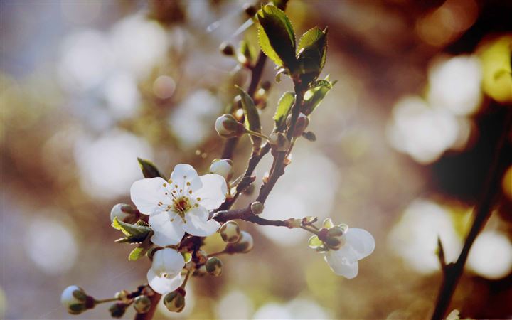Cherry Flowers And Buds All Mac wallpaper