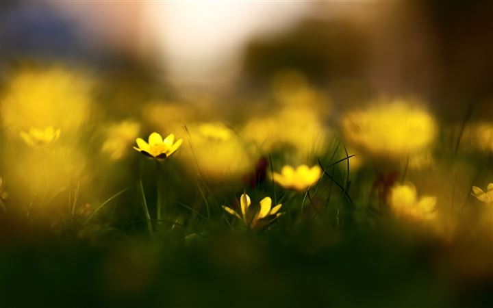 Close Up Yellow Flowers All Mac wallpaper