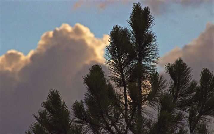 Clouds Eclipsing Tree All Mac wallpaper