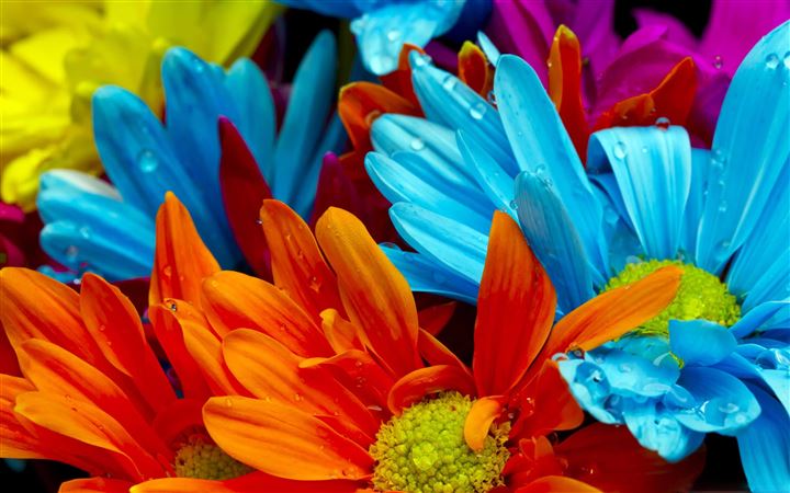 Colorful Flowers All Mac wallpaper