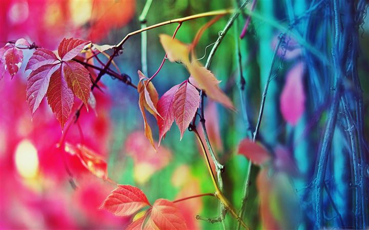 Colorful Leaves All Mac wallpaper