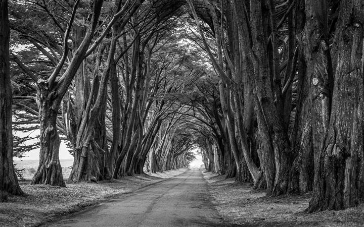 Country Road Aligned Trees All Mac wallpaper