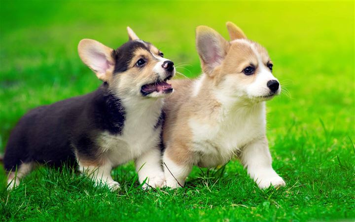 Cute Pembroke Welsh Puppies All Mac wallpaper