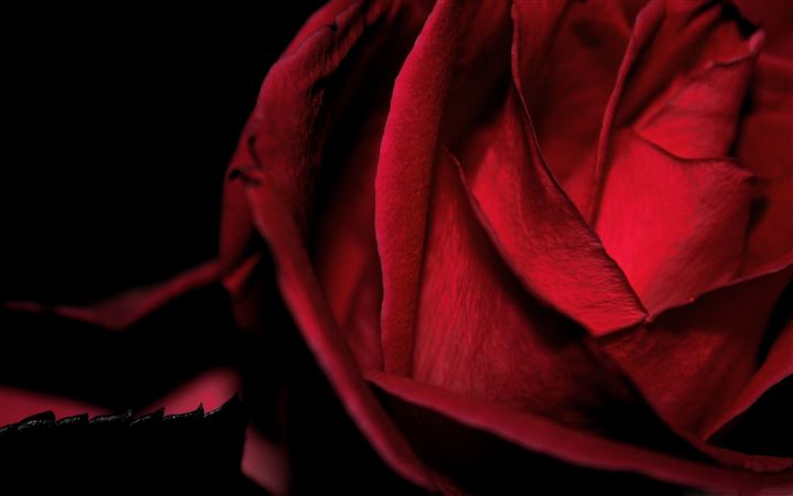 Dark Romantic Red Rose All Mac wallpaper