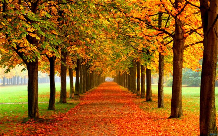 Dreamful autumn All Mac wallpaper