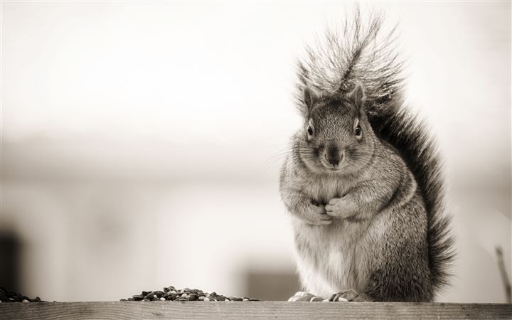 Fat Squirrel All Mac wallpaper