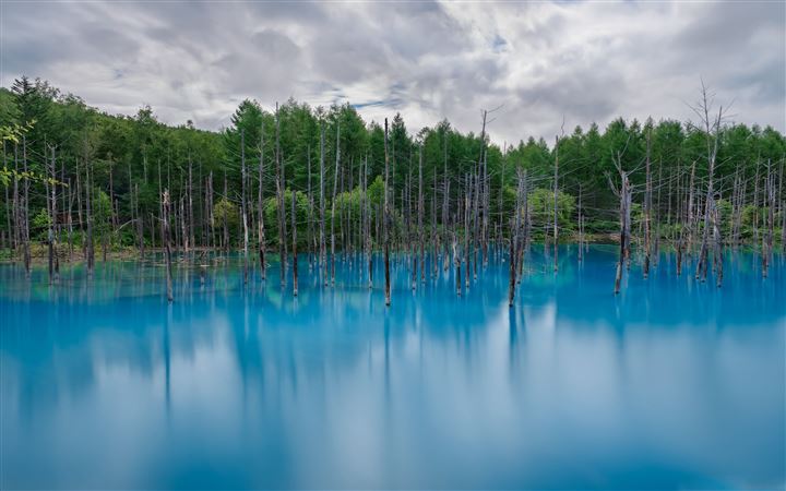 Flooded Forest All Mac wallpaper