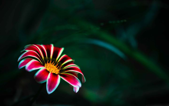 Flower With Red Petals All Mac wallpaper