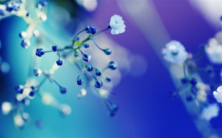 Flowers Cyan Blue Fuzzy MacBook Air wallpaper