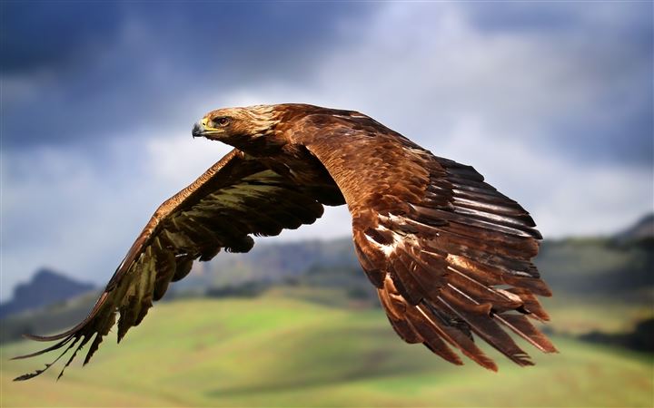 Flying eagle All Mac wallpaper