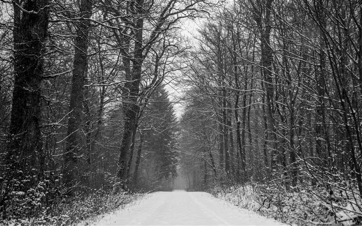 Forest Path Winter All Mac wallpaper