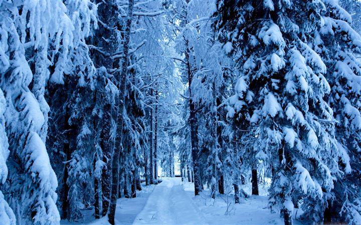 Forest Trails In The Snow All Mac wallpaper