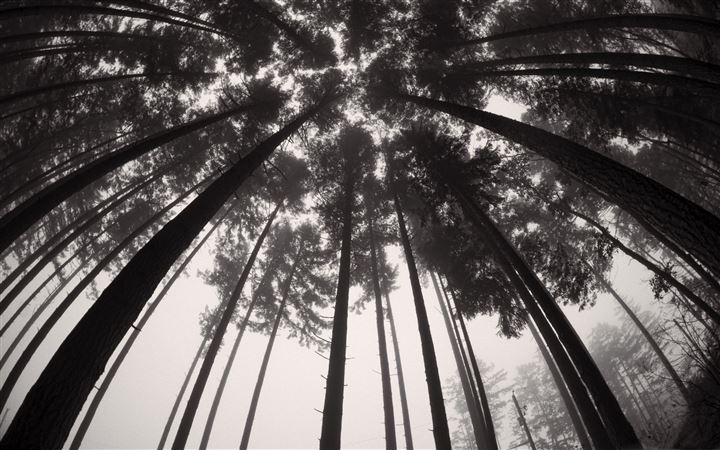 Forets Trees Black And White All Mac wallpaper