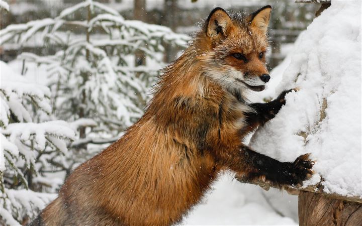 Fox in Lapland, Finland All Mac wallpaper