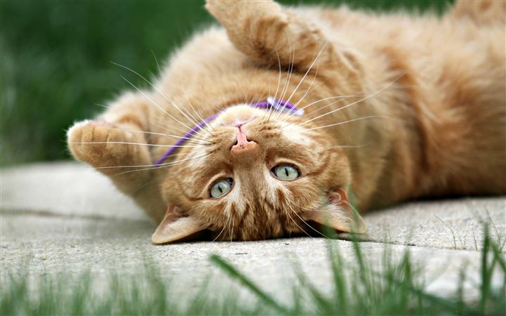 Ginger Cat With Green Eyes All Mac wallpaper
