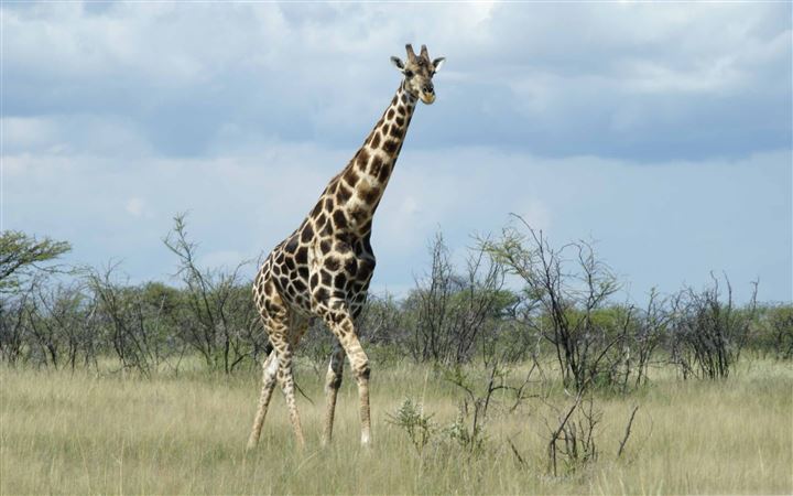Giraffe Etosha Namibia All Mac wallpaper