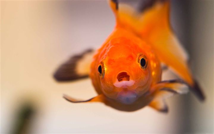 Goldfish Worried Face All Mac wallpaper