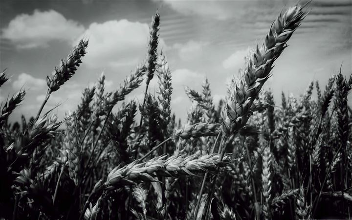 Grain Field All Mac wallpaper