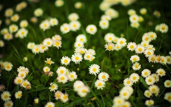 Grass And White Flowers All Mac wallpaper
