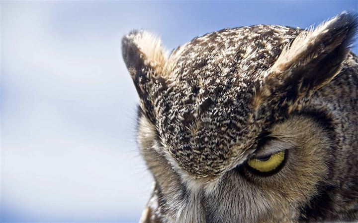 Great Horned Owl Sullen MacBook Air wallpaper