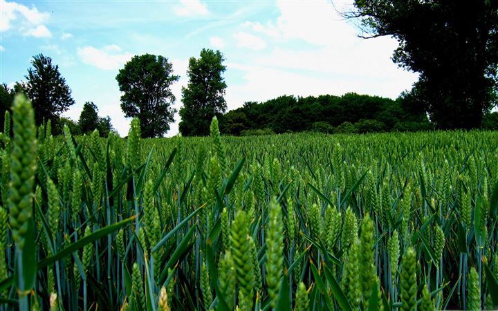 Green Wheat Field Landscape All Mac wallpaper