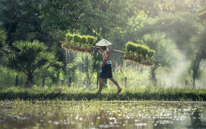 Harvesting Rice By Hand All Mac wallpaper