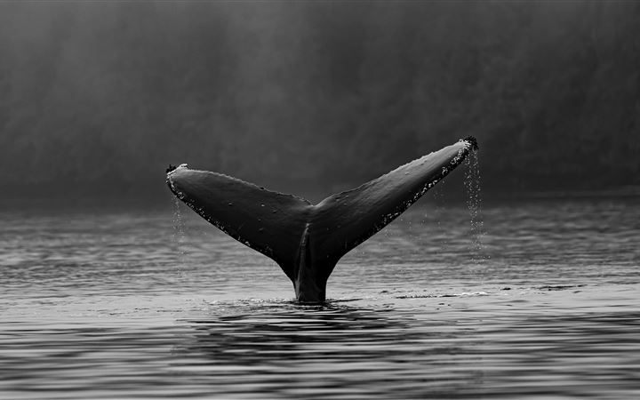 Humpback whale fluke MacBook Air wallpaper
