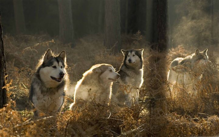 Huskies Group In The Forest MacBook Air wallpaper